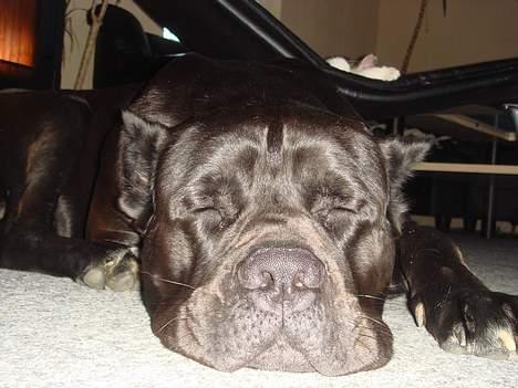 Cane corso Tyson - zzzZZZzzZZZ billede 2