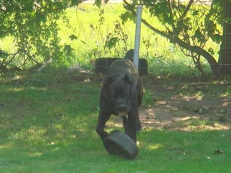 Cane corso Tyson - nu skal dækket bare dø..! billede 6