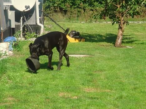 Cane corso Tyson - dø dæk.. ddøøøø.! billede 7