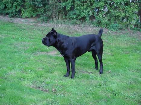 Cane corso Tyson - hov..  kommer der nogle ude på vejen..? billede 8