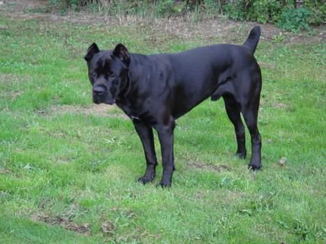 Cane corso Tyson - hva laver du med det kamera far..? billede 9