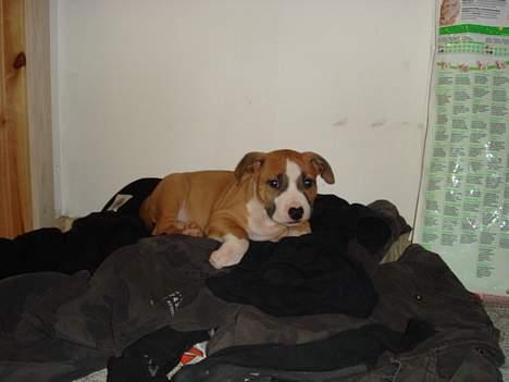 Amerikansk staffordshire terrier Djengis - ligger lige og putter i fars vasketøj... billede 1