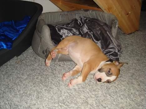 Amerikansk staffordshire terrier Djengis - zzZZZzzzZZ billede 2