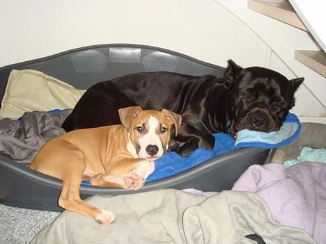 Amerikansk staffordshire terrier Djengis - elsker bare og ligge med tyson i hans kurv.. billede 3