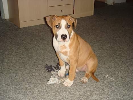 Amerikansk staffordshire terrier Djengis - er jeg ikk bare fin..? billede 4