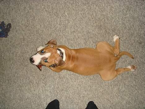 Amerikansk staffordshire terrier Djengis - laver lige frø manøvren... billede 5