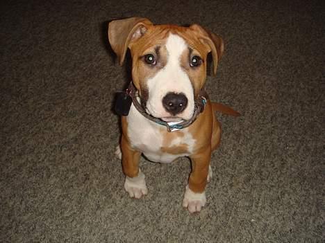 Amerikansk staffordshire terrier Djengis - tit tit..  ser jeg ikk bare uskyldig ud..?  ca 3 mdr gammel.. billede 6