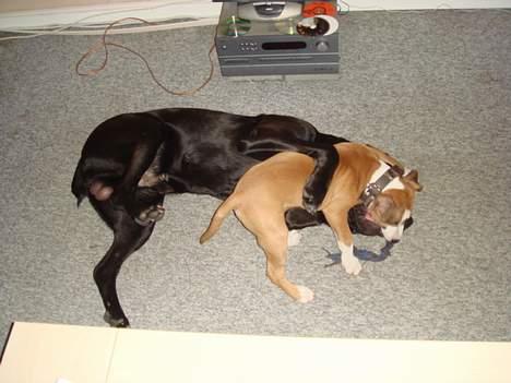 Amerikansk staffordshire terrier Djengis - så skal tyson bare have nogle tæsk..  elsker og huje vildt med ham.. billede 7