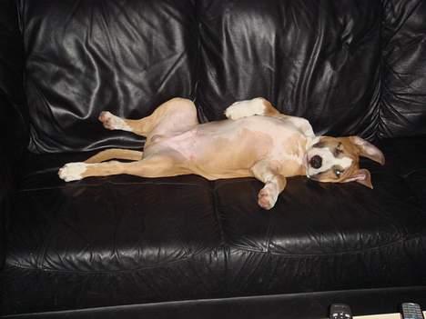 Amerikansk staffordshire terrier Djengis - har lige lavet en sniger i sofaen.. for en gangs skyld..  zzZZZzzZZ billede 8