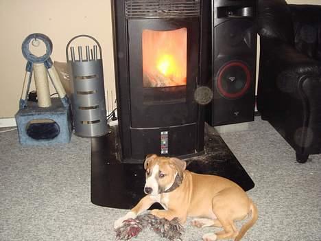 Amerikansk staffordshire terrier Djengis - aahhh..  brændeovnen er bare lækker og putte foran..   ca 3 mdr gammel... billede 9