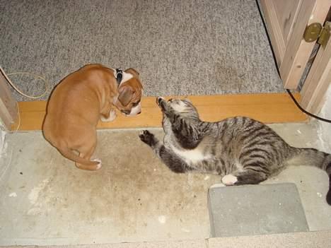 Amerikansk staffordshire terrier Djengis - uuhh nej..   den store mis er efter mig.. da vi næsten lige havde fået ham.. billede 11