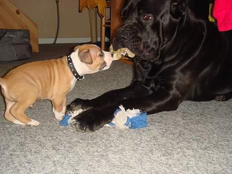 Amerikansk staffordshire terrier Djengis - træk nu til tyson..!!  da vi næsten lige havde fået ham.. billede 12