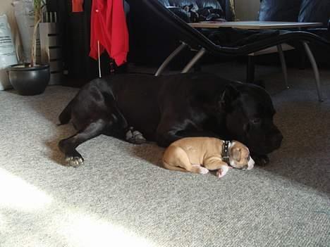 Amerikansk staffordshire terrier Djengis - putter lige med papfar tysen..  den bedsteste i verden.. udover puttegøj far.. billede 13