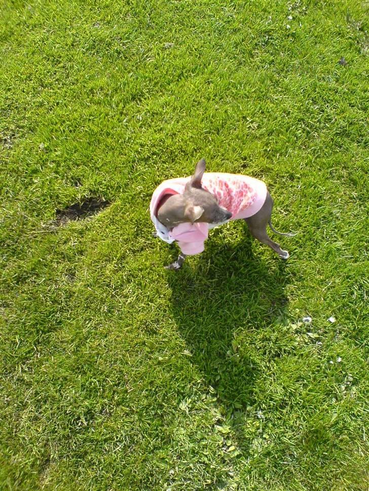 Xoloitzcuintle Fila - Ude og nyde det grønne græs. billede 1