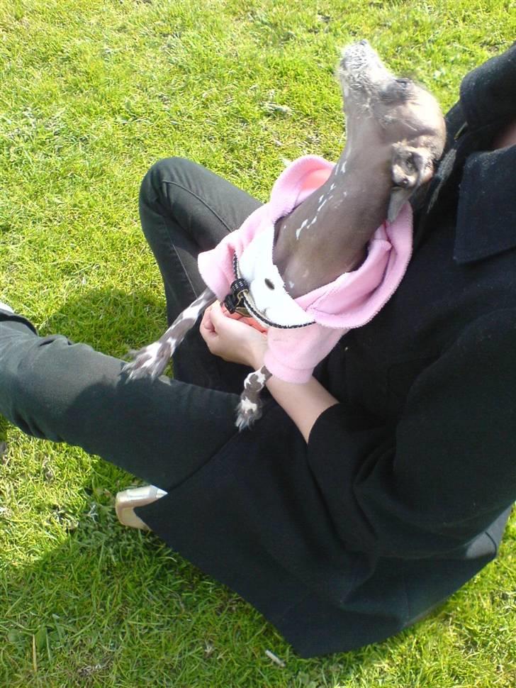 Xoloitzcuintle Fila - Skønt at side hos moar. billede 2