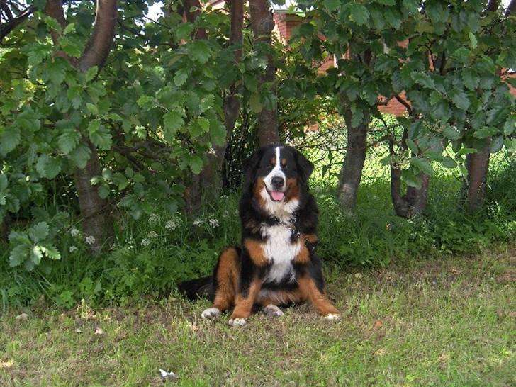 Berner sennenhund Bella - Bella billede 1