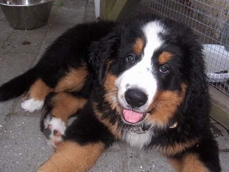 Berner sennenhund Bella billede 2