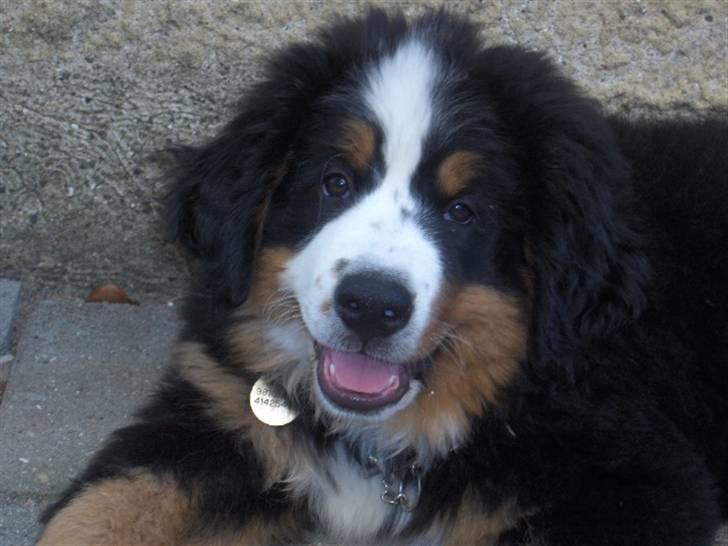 Berner sennenhund Bella billede 3