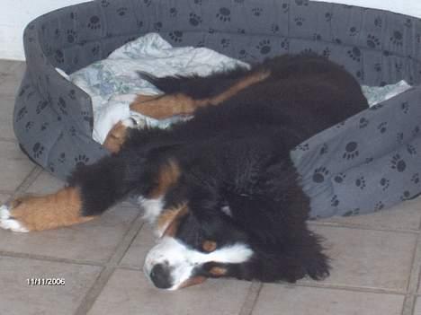 Berner sennenhund Bella billede 4