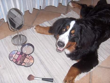 Berner sennenhund Bella billede 5