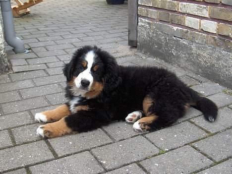 Berner sennenhund Bella billede 6