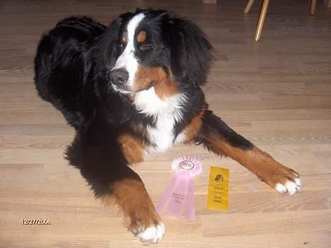 Berner sennenhund Bella billede 7