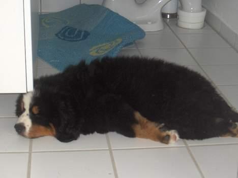 Berner sennenhund Bella billede 8