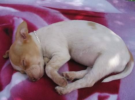 Blanding af racer *~Hercules~* billede 7