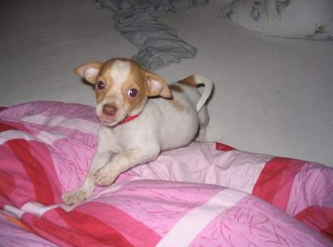 Blanding af racer *~Hercules~* billede 8