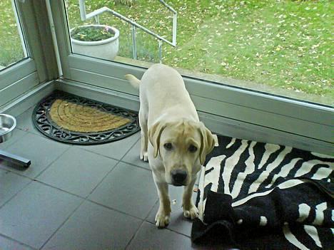 Labrador retriever Zanga - Jeg vil ud i haven, og lege med min nye bold! billede 1