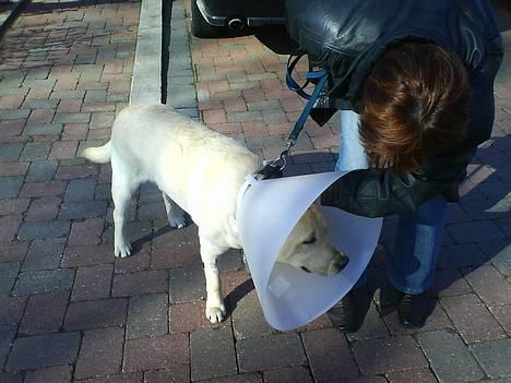 Labrador retriever Zanga - Zanga med skærm på, efter at være blevet kastereret.Han er ikk så vild med den. billede 2