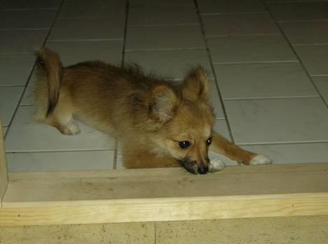 Blanding af racer Bjørn Mor/Svigermors HUND billede 1