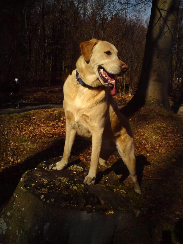 Blanding af racer *zero Sugar* - Hej og velkommen til min profil :) billede 3