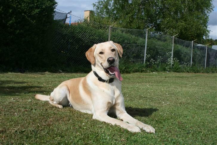 Blanding af racer *zero Sugar* - hva sa´du? :) billede 4