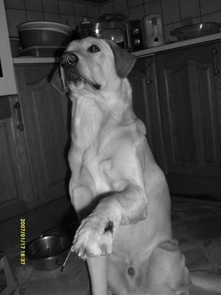 Blanding af racer *zero Sugar* - Hej jeg hedder Zero :o) billede 5