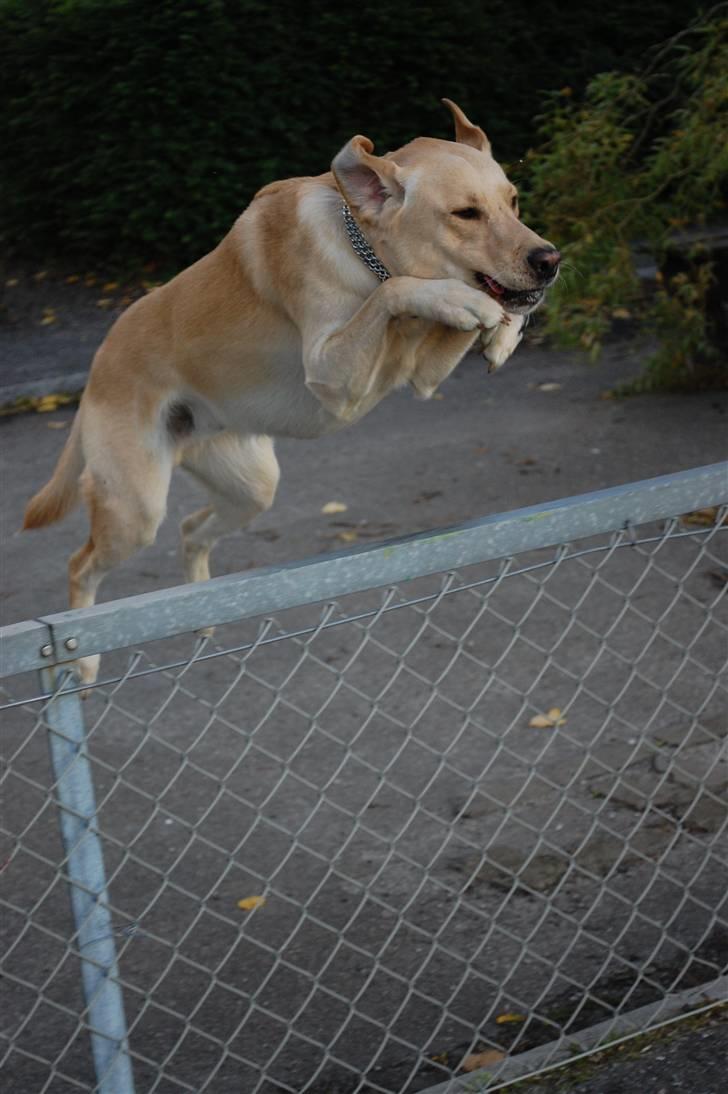 Blanding af racer *zero Sugar* - min lille springer :) billede 6