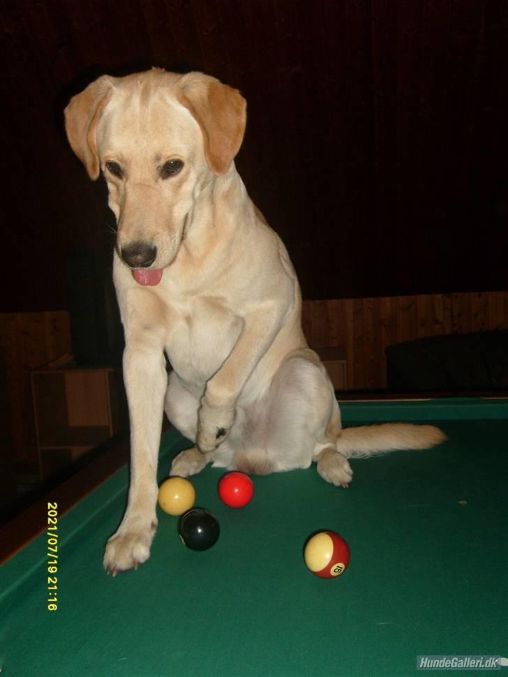 Blanding af racer *zero Sugar* - Sådan her? billede 7