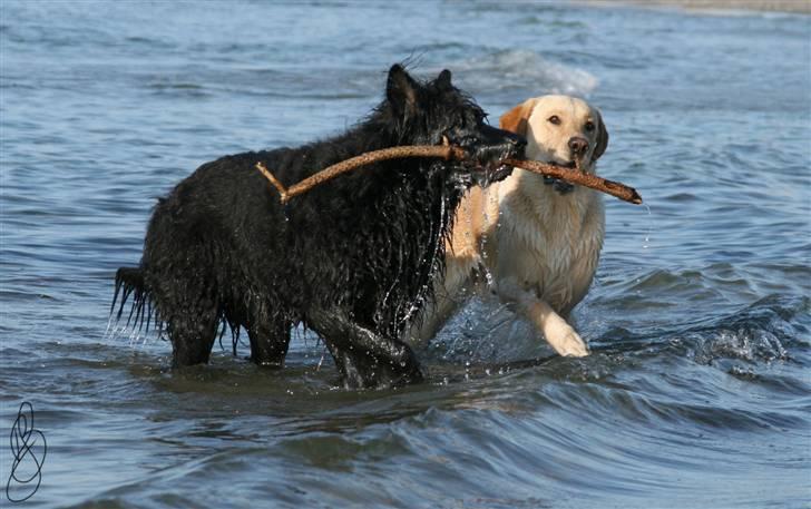 Blanding af racer *zero Sugar* - som mor og søn, vi dele :) billede 8
