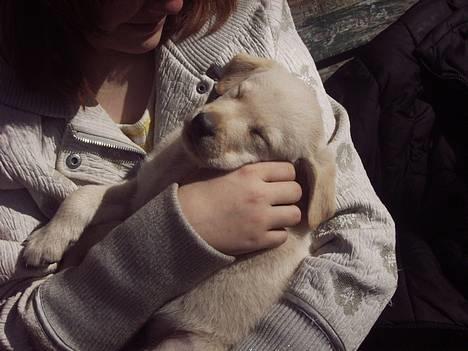 Blanding af racer *zero Sugar* - kærlighed ved første blik billede 9