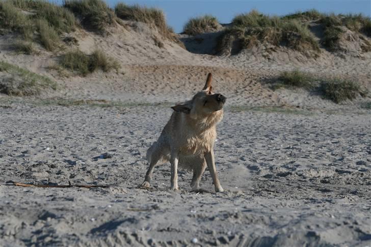 Blanding af racer *zero Sugar* - OOOOG ryste ryste :) billede 11