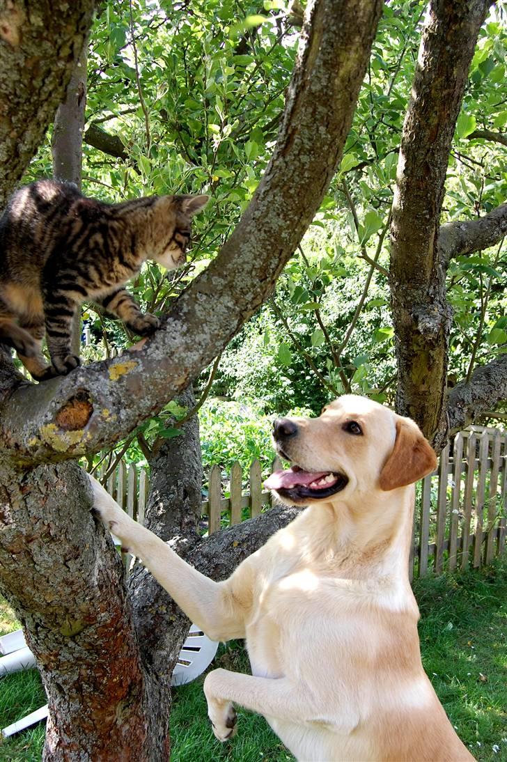 Blanding af racer *zero Sugar* - jeg elsker dig Tarzan :) billede 12