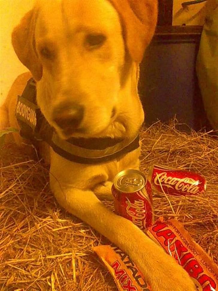 Blanding af racer *zero Sugar* - jeg bliver så forkælet :D billede 13