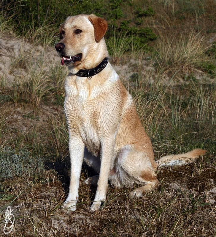 Blanding af racer *zero Sugar* - hej hej billede 14