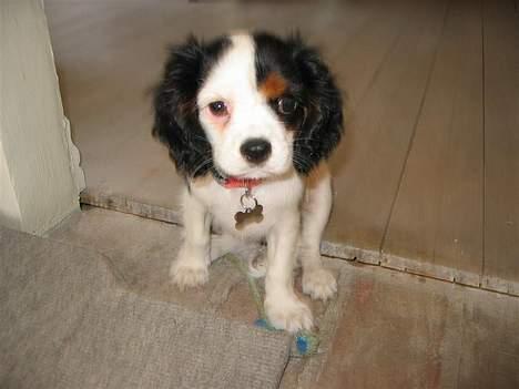 Cavalier king charles spaniel Holly - Her er jeg næsten ny billede 1