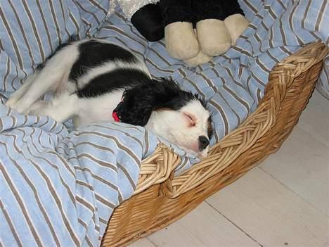 Cavalier king charles spaniel Holly - Lykken er min kurv ! billede 2