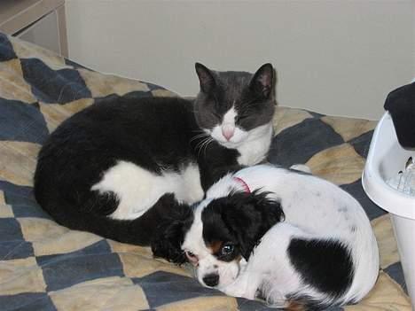 Cavalier king charles spaniel Holly - Min gode ven Arthur og jeg hygger i sengen billede 3