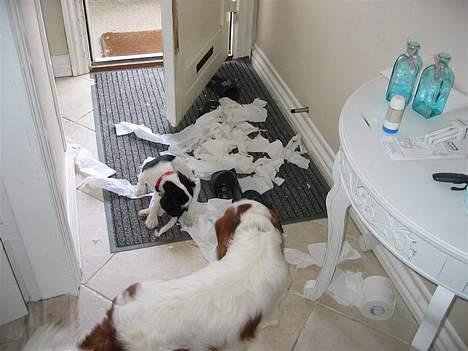 Cavalier king charles spaniel Holly - Her spiller jeg smart over for snubbi billede 4