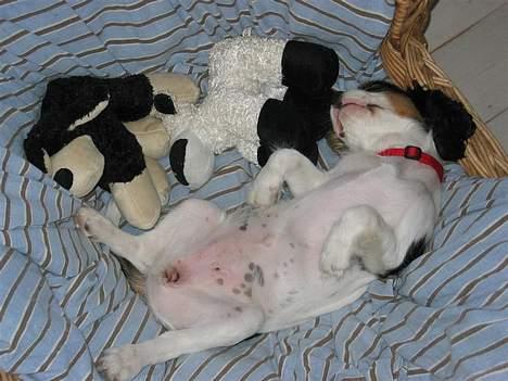 Cavalier king charles spaniel Holly - Snoooork !! billede 5