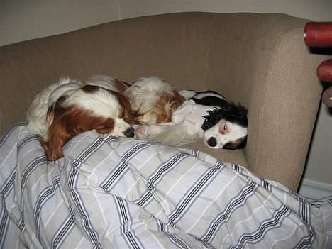 Cavalier king charles spaniel Holly - Snubbi er god til at slappe af med mig billede 8