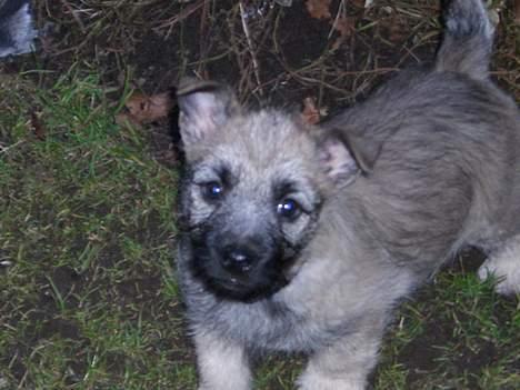 Cairn terrier Tjavs - mit navn er Tjavs billede 7